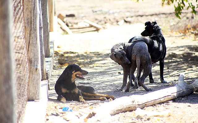 Perros semiabandonados  mataron un gato