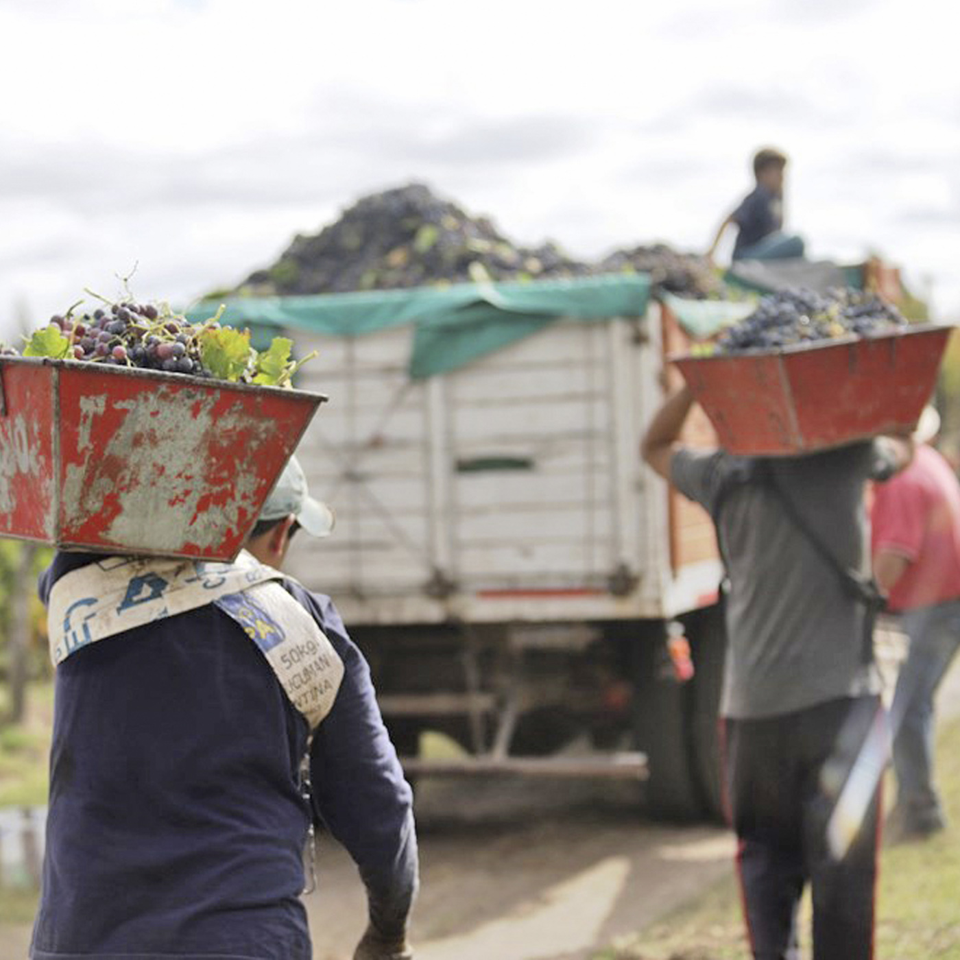 Inspecciones a fincas  y bodegas para controlar  el cumplimiento del  protocolo del coronavirus