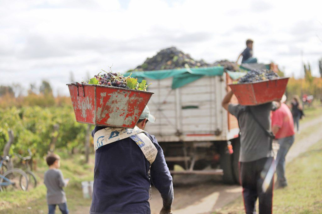Aseguran que las cosechas se realizan con normalidad
