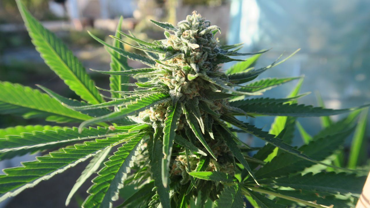 Advierten sobre el aumento  del autocultivo de marihuana  en cuarentena