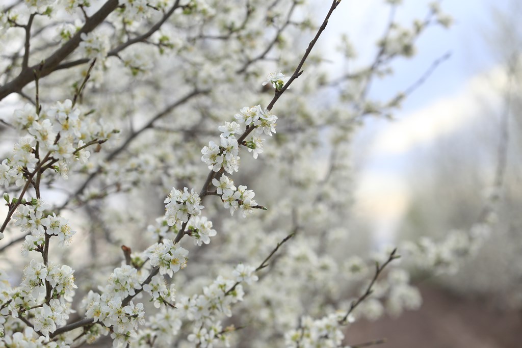Prevén una primavera con altas temperaturas y poca lluvia