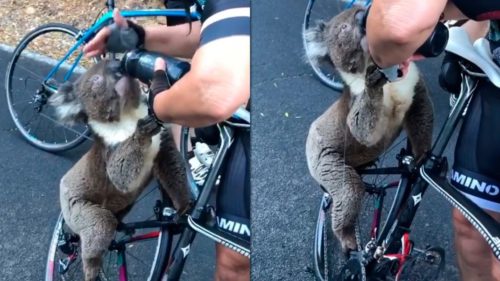 Koala se subió a una bicicleta y tomó el agua de un ciclista en plena ola de calor en Australia