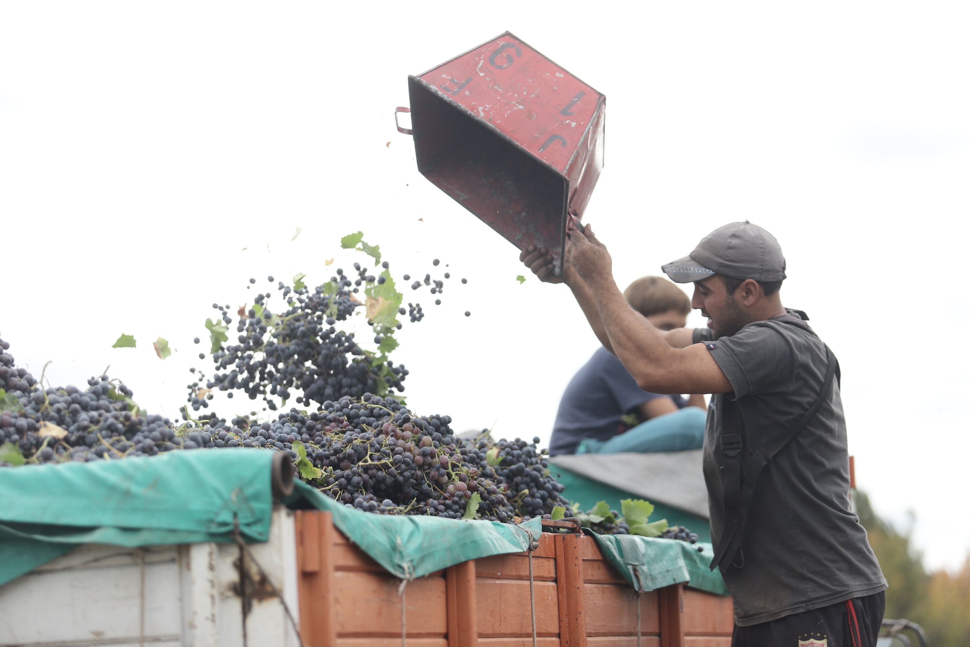 Estiman merma de 20%  en la cosecha de uvas local
