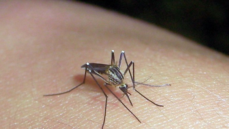 Detectan seis casos de dengue en Formosa