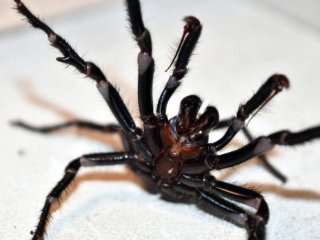 La tercera plaga de Australia: después de los incendios y las inundaciones llegaron las arañas