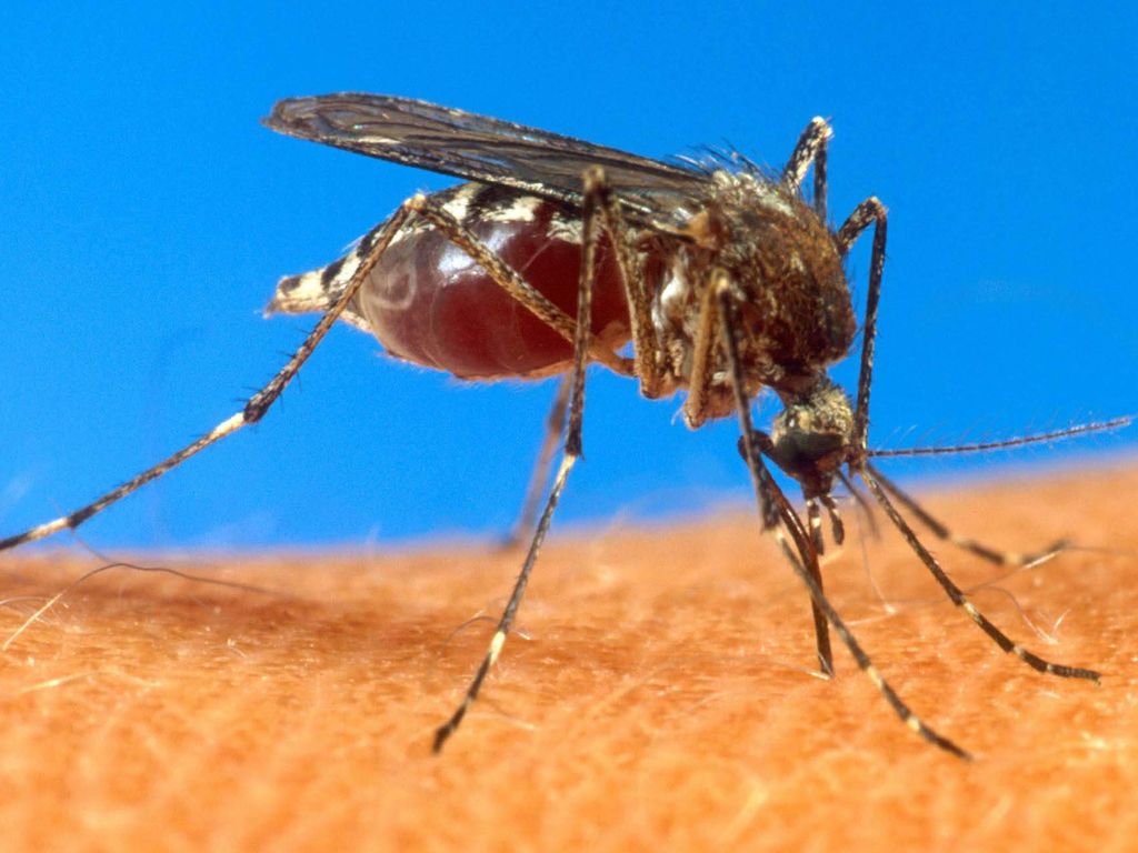Científicos buscan crear mosquitos inmunes al virus del dengue