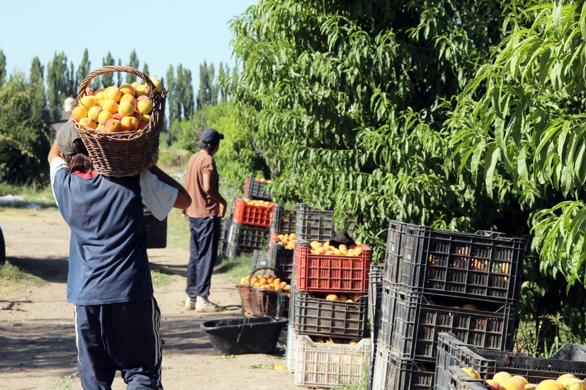 Menos de la mitad de los productores  tiene rentabilidad positiva