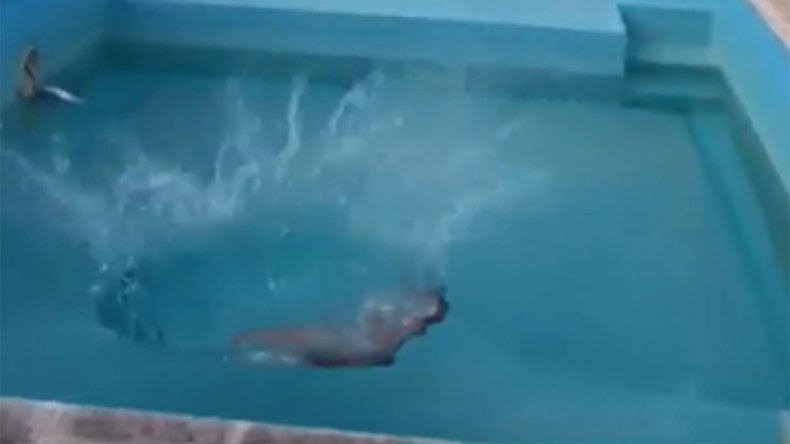 Polémica por cordobeses que usaron un costillar para recrear el video del cordero