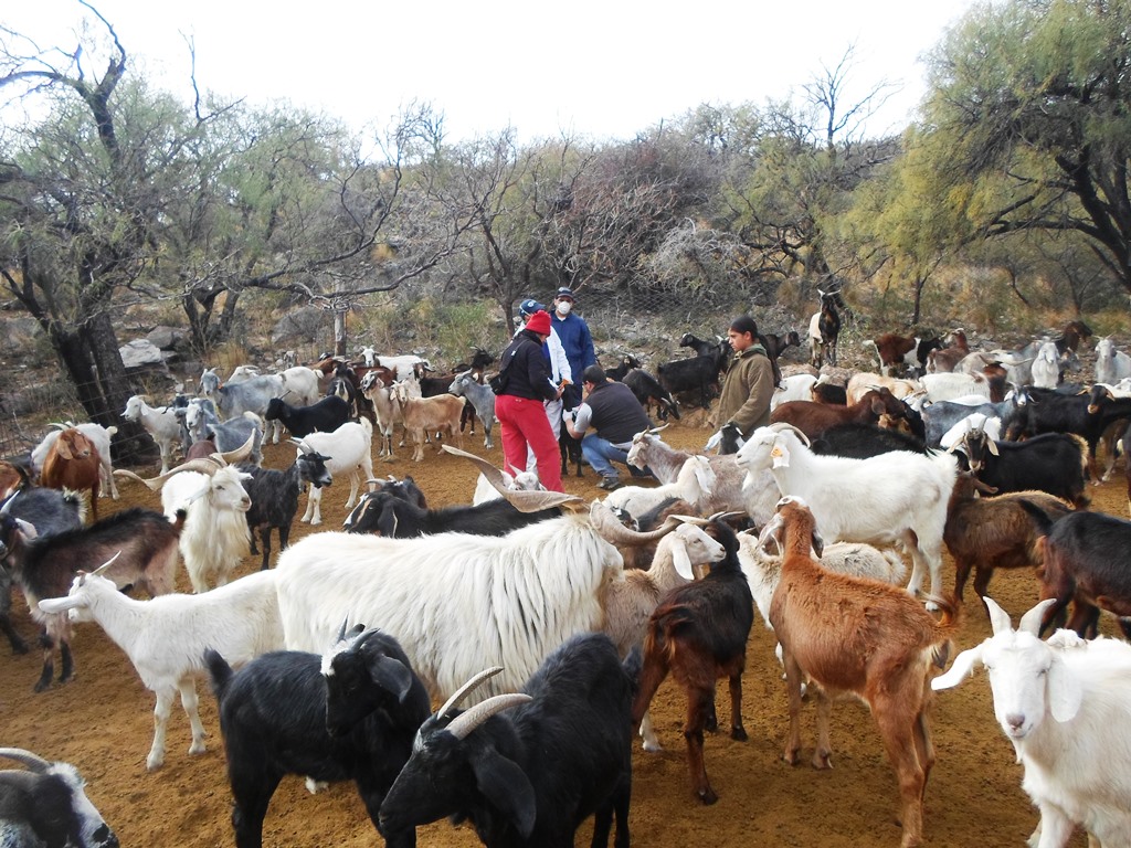 Productores caprinos piden medidas  urgentes por la grave sequía que atraviesan