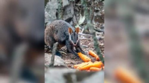 Australia: arrojaron desde helicópteros miles de zanahorias para los animales afectados en los incendios