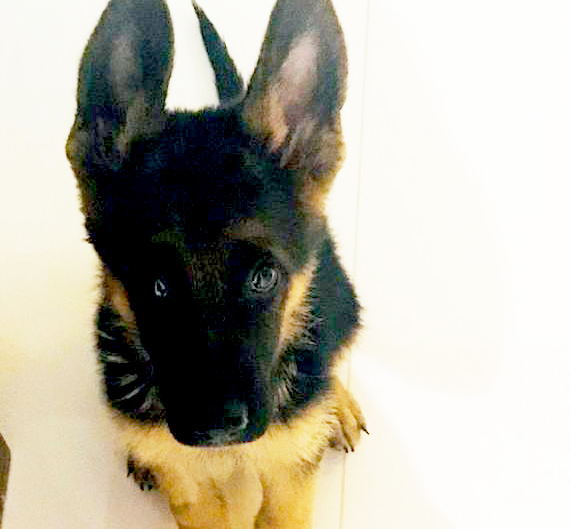 Familia busca desesperadamente a su  cachorro y aseguran que se lo llevó una mujer