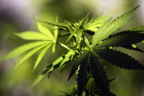 México: el Senado se prepara para debatir la regulación del consumo de cannabis con fines recreativos