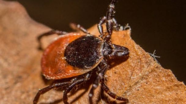 Lyme: está erradicada en Mendoza la enfermedad que tiene Justin Bieber