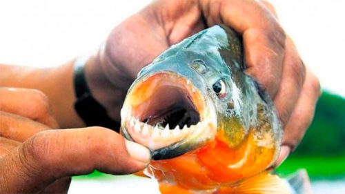 Santa Fe: inhabilitaron balnearios por ataques repetidos de palometas