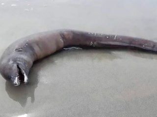 Misterio y terror en las playas de México por el hallazgo de una extraña criatura
