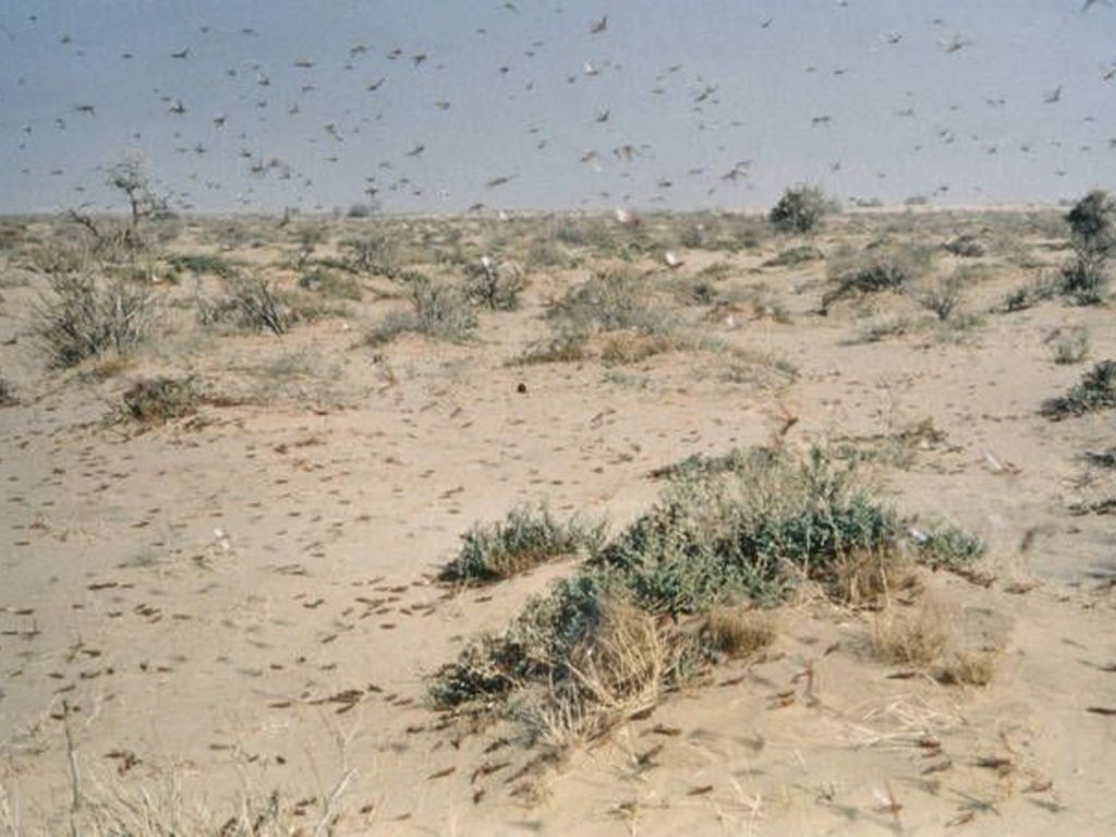 Pakistán padece la plaga más grande de los últimos veinte años