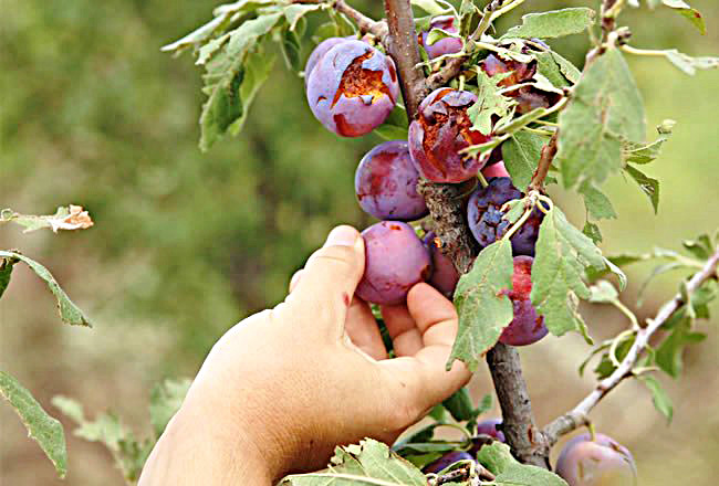 Daños de gran  consideración   tras el paso de la  tormenta por Alvear