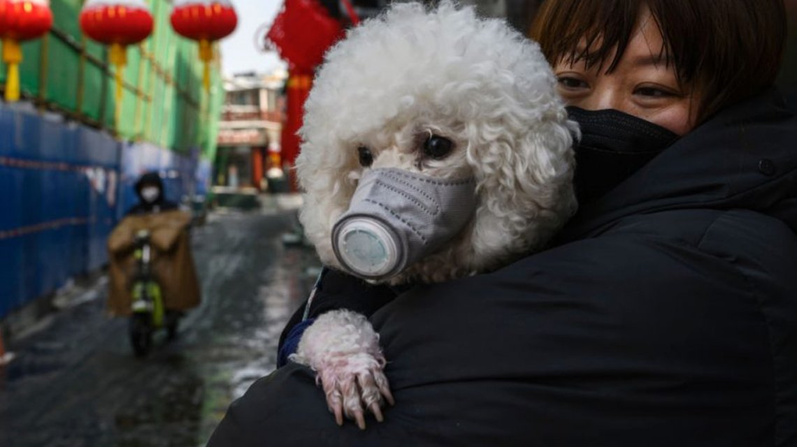 En Hong Kong pusieron en cuarentena a un perro que dio positivo en coronavirus