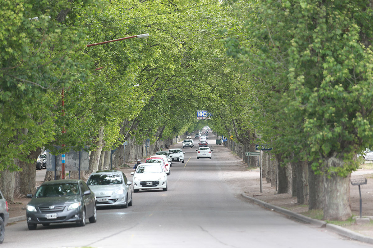 Impulsan la plantación de forestales  con fondos nacionales