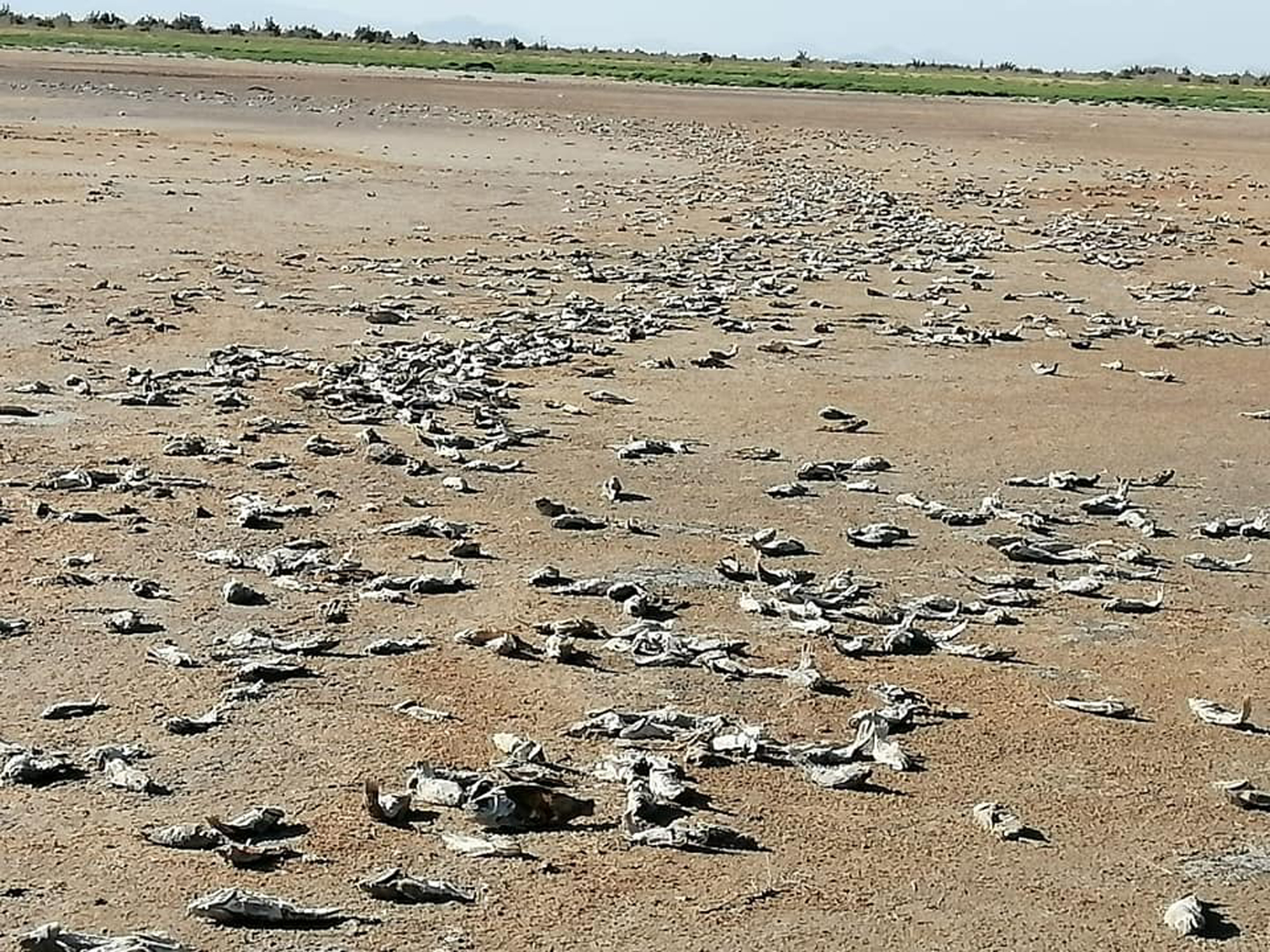 Increíble “cementerio de peces” en la laguna Las Salinas