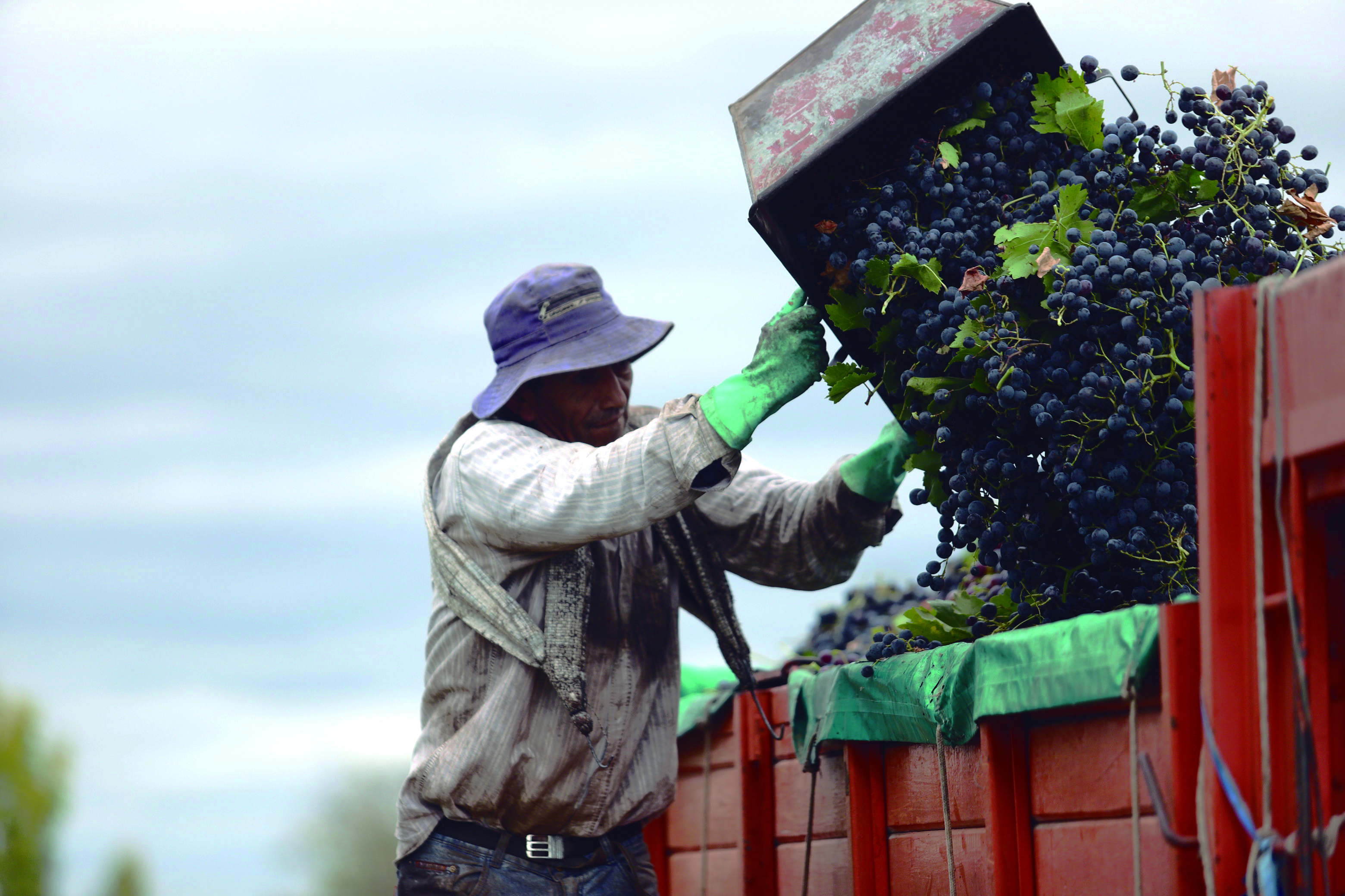 Preocupación en  productores vitivinícolas por el precio de la uva