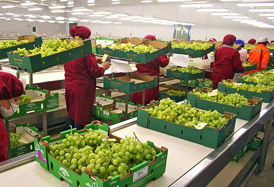 Prevén récord en exportaciones  agroindustriales