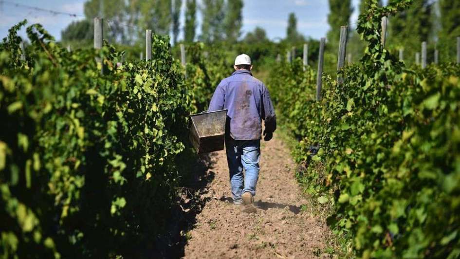 Se destinarán $1.250 Millones para financiar a productores viñateros
