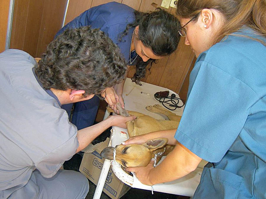 Bienestar animal: proteccionistas  buscan mejores condiciones