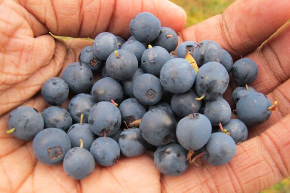 Lobesia botrana: el Sur pasó de 2 mil capturas a solo 20