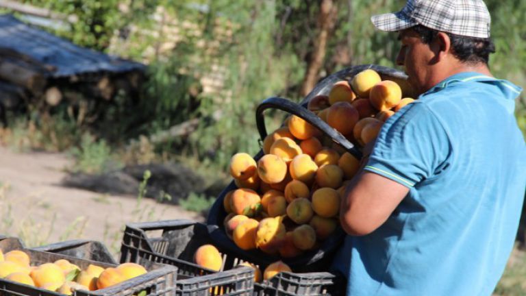 Mendoza incorpora nuevos productos al Registro de Comercialización Agrícola