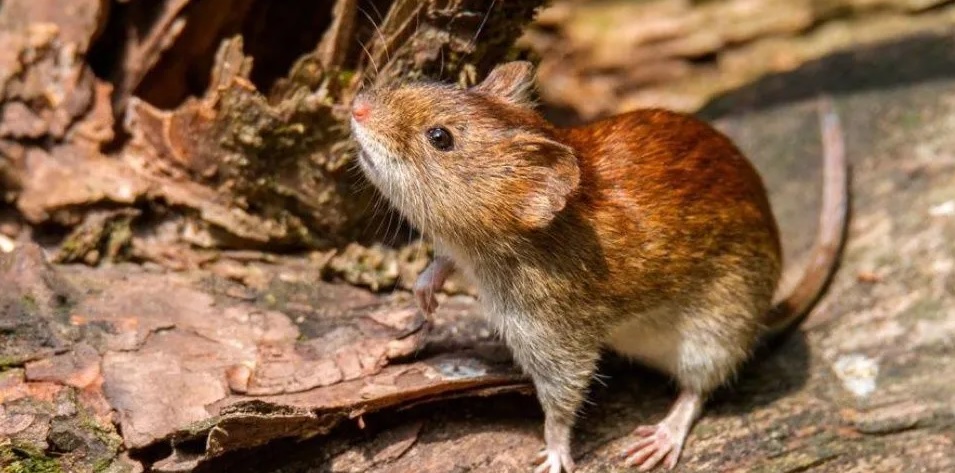 Confirman el primer caso del año de hantavirus en Neuquén: su estado es “reservado”