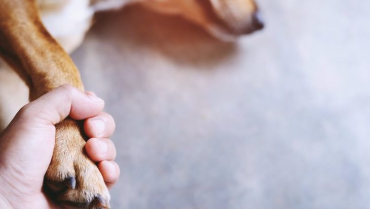 Un estudio reveló por qué la muerte de un perro duele tanto como la de un familiar