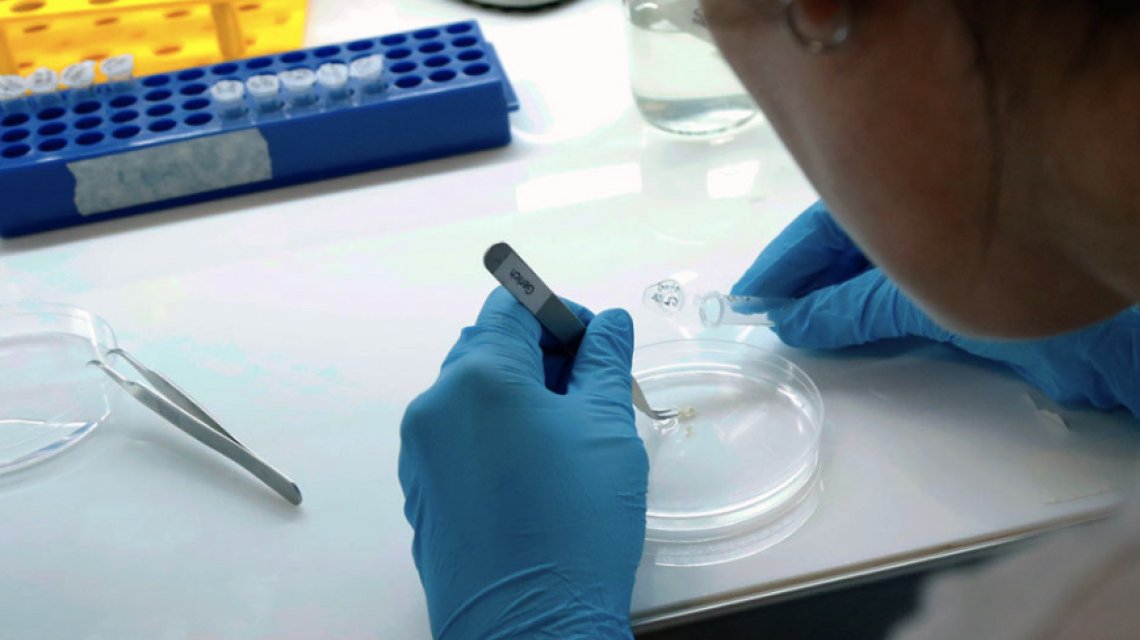 Coronavirus: confirmaron 11 nuevos casos en Argentina