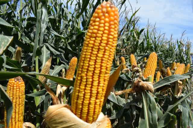 Cooperativa de productores realiza una prueba piloto para la producción de maíz de forraje