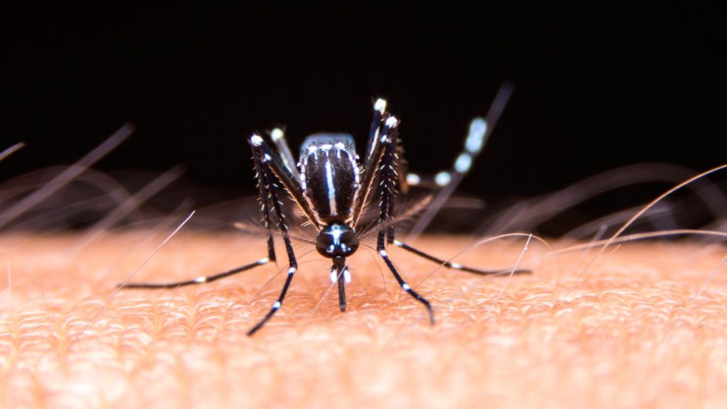 San Juan: un caso de dengue importado y otro bajo análisis