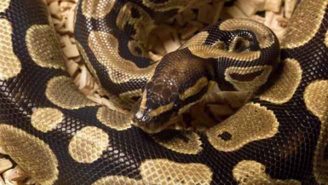 Secuestraron serpiente, lagarto y arañas de una vivienda