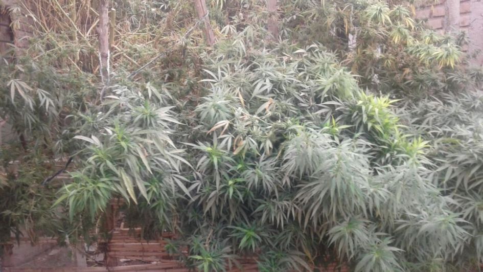 Descubrieron un vivero de marihuana en Guaymallén gracias al aislamiento