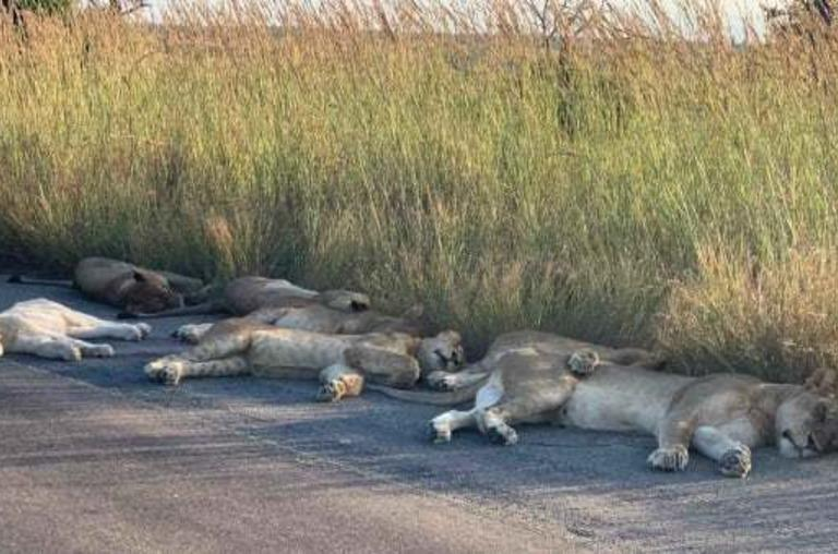 Por la ausencia de turistas, leones duermen en plena ruta en Sudáfrica