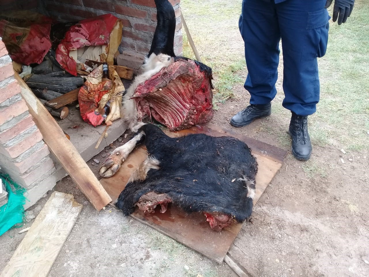 La perra “Coni” y policías  de la Villa 25 de Mayo lograron esclarecer un abigeato