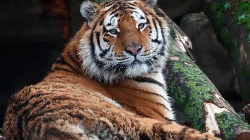 Coronavirus en animales: una tigresa del zoológico de Nueva York contagiada