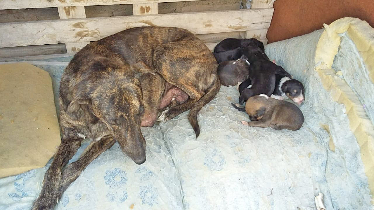 Se encuentran a salvo los cachorros  que casi fueron enterrados vivos