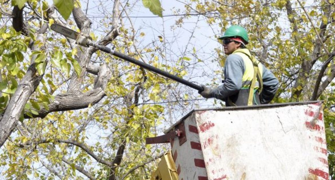 Comenzó la temporada de poda de forestales