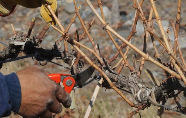 Piden crear una ayuda similar al Plan Poda  para el sector rural