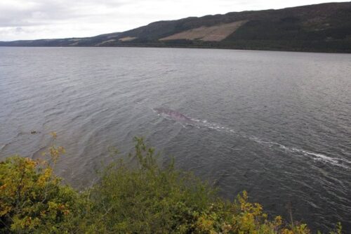 Captaron al posible monstruo del lago Ness en pleno nado tras 100 años de su última aparición
