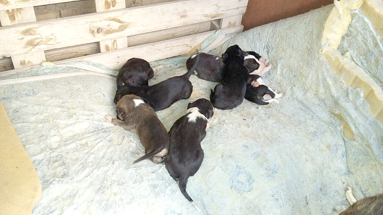 Los cachorritos que iban a ser enterrados vivos ya pueden adoptarse