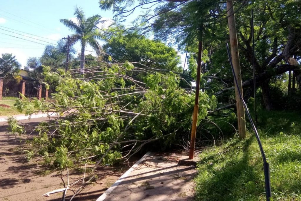 Rivadavia: podaba un árbol y murió aplastado