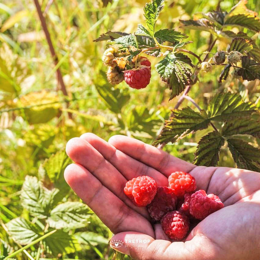 El cultivo de frutos rojos suma adeptos en el Sur provincial