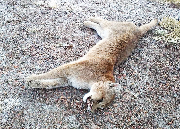 Encontraron un puma atropellado a la vera  de la Ruta 143