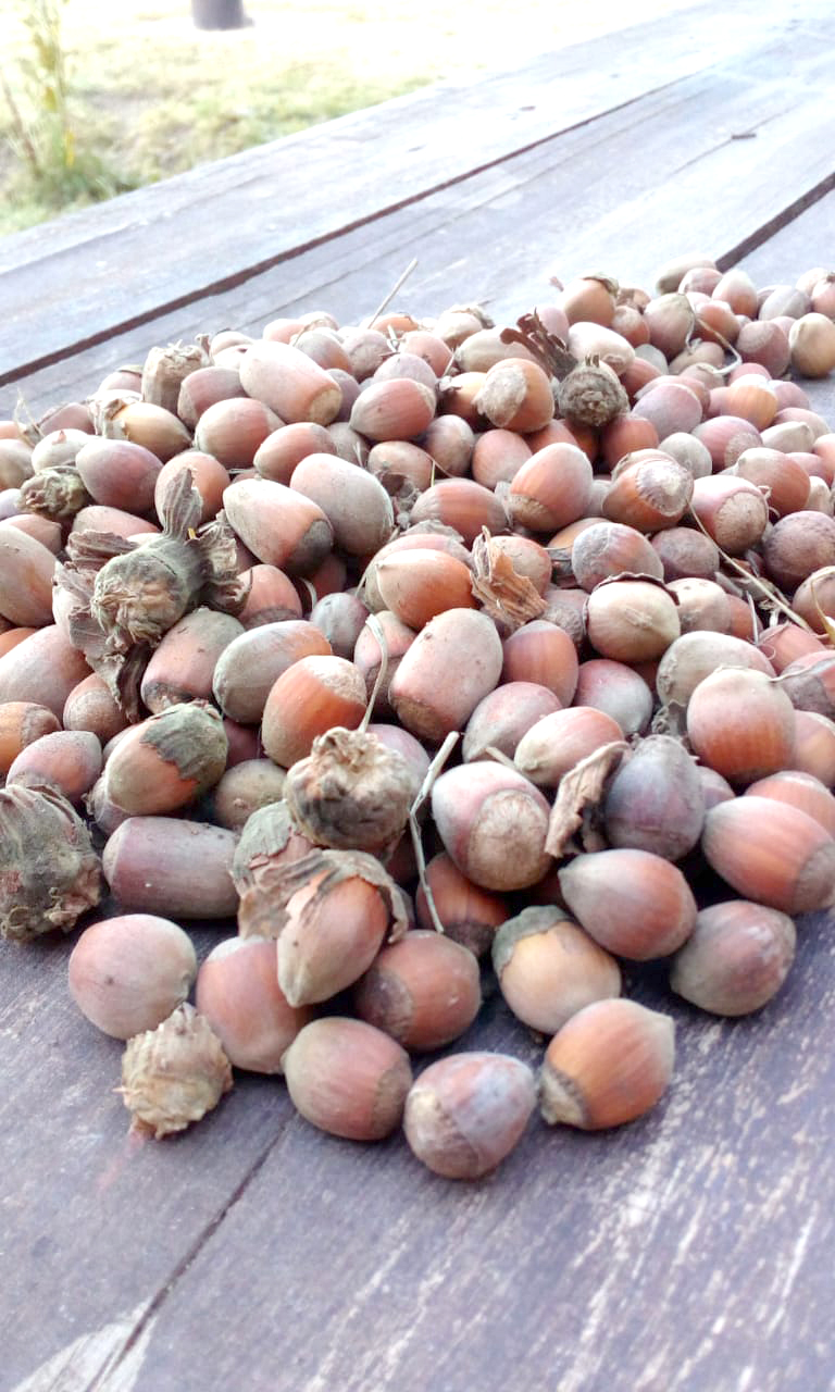 Una finca local logró cosechar avellanos luego de haberlos plantado hace 11 años