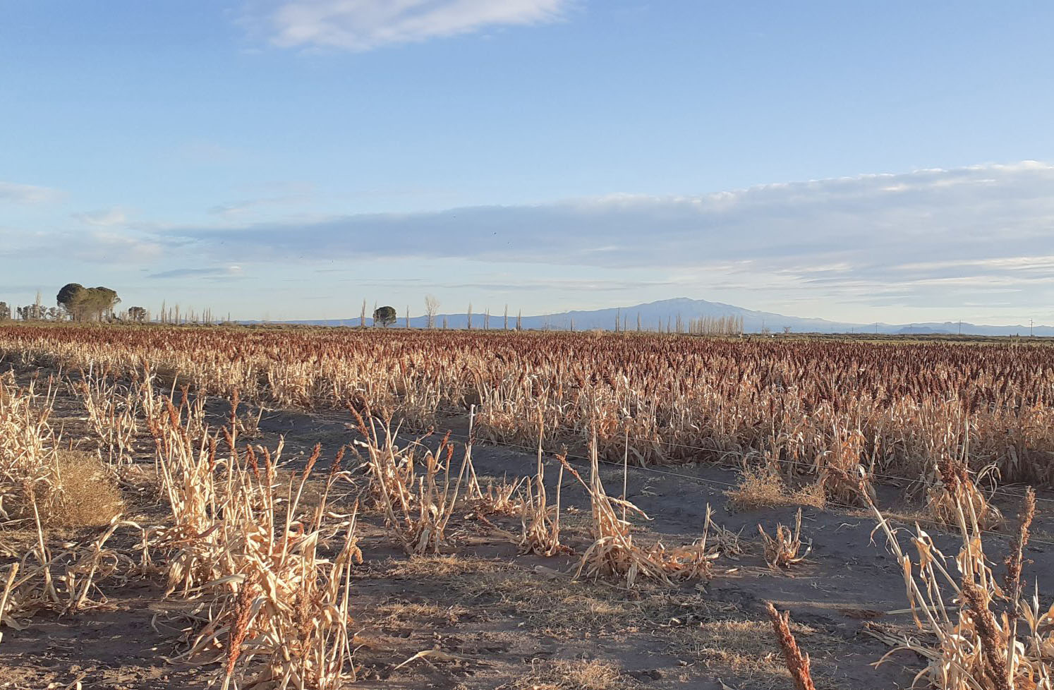 Apuestan al sorgo como forraje y San Rafael  aparece como el principal productor